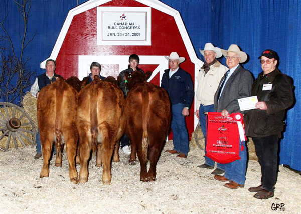 Pen of 3 Commercial Heifers Champion 2009