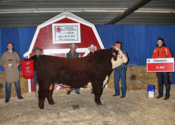 Sr. Bull - Champion - JoNomn Hereford Ranch 2012