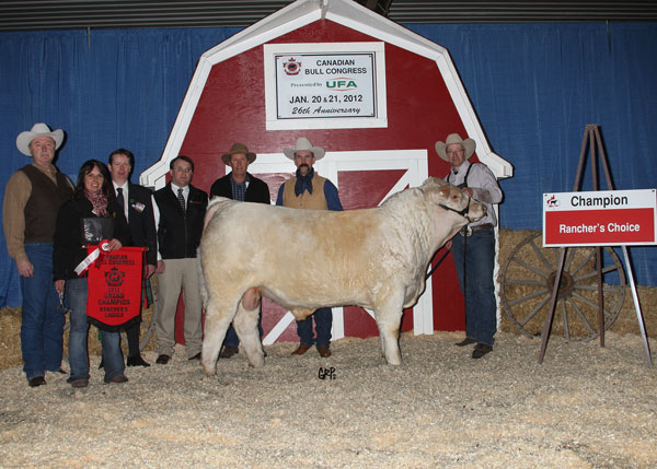 Rancher's Choice - Single Bull Grand Champion - Vikse Family Farm - Charolais Div. 2012