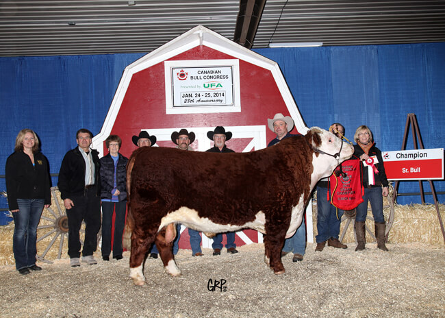 Sr. Bull Champion - SS Cattle Company Ltd. 2014