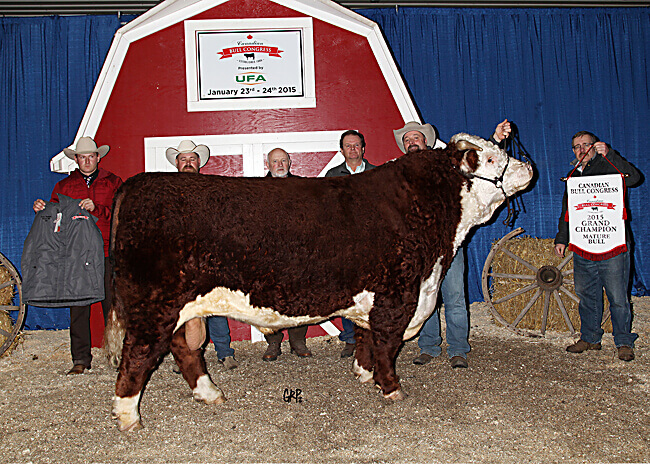 Mature Bull Champion - SS Cattle Co. Inc. 2015
