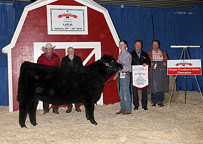 Purebred Single Heifer Champion - Rockytop Cattle Company 2015