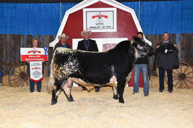 Mature Bull Reserve Champion – River Hill Farm co-owned by Codiak Acres 2020